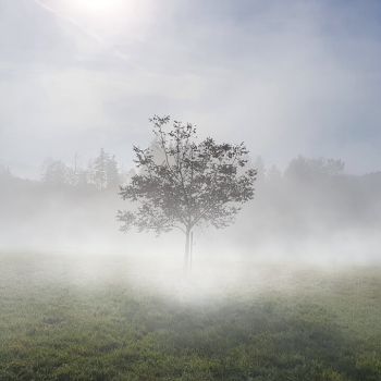 Der November neigt weiterhin zu zähen Nebel- und Hochnebelfeldern