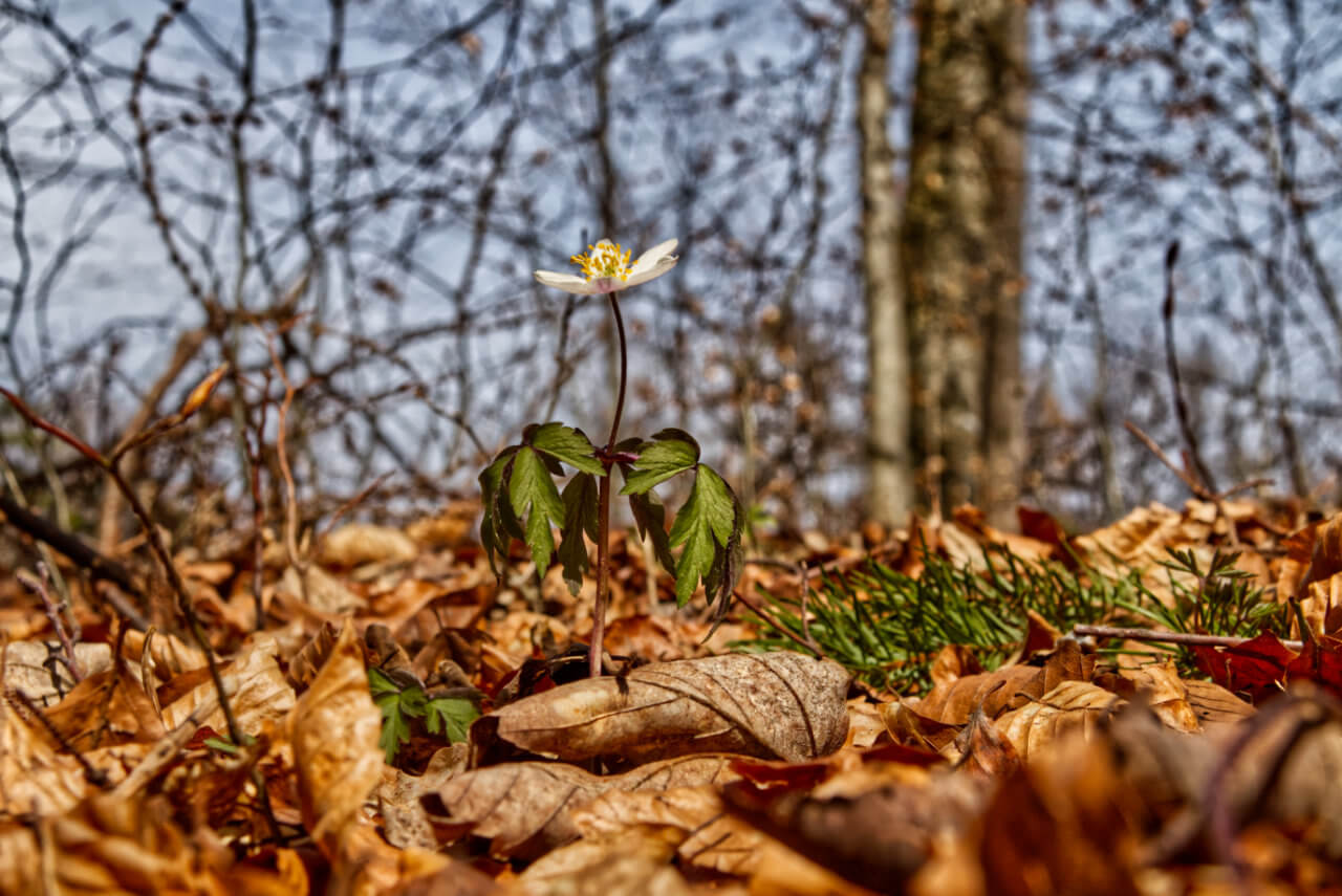 Der Frühling setzt sich im April durch