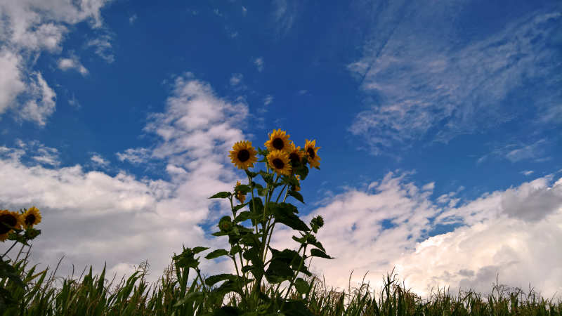 Hochsommer oder setzt sich der durchwachsene Wettercharakter durch?