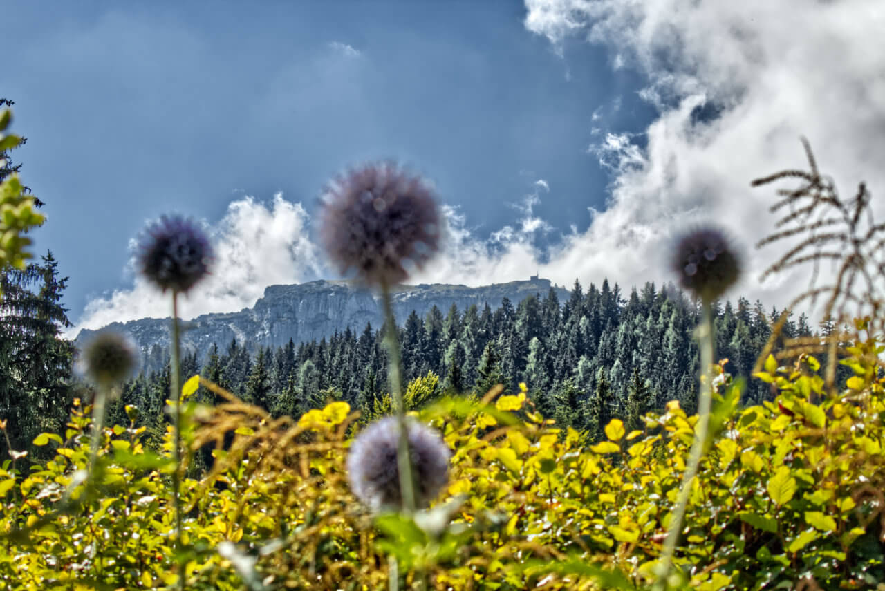 Schwül-warmes Juli-Wetter mit wiederholten Schauern und Gewittern Schwül-warmes Juli-Wetter mit wiederholten Schauern und Gewittern