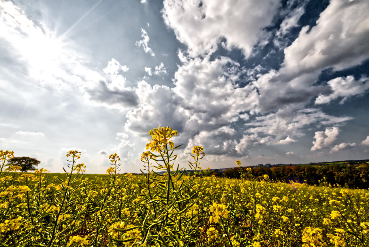 Mehr und mehr setzt sich im Verlauf der neuen Woche die Sonne durch und es wird wärmer Mehr und mehr setzt sich im Verlauf der neuen Woche die Sonne durch und es wird wärmer