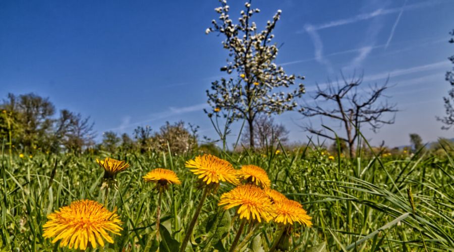 Der nächste Schwall warmer Luftmassen erreicht Deutschland zum Ende der Woche