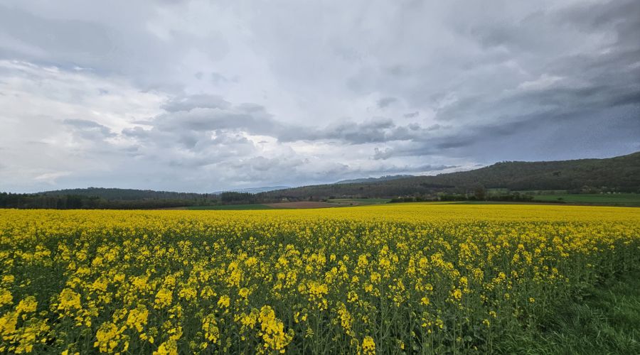 Das Wetter im Mai wird zunehmend unbeständiger
