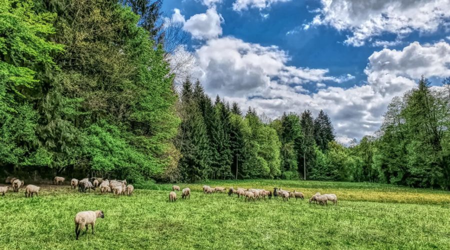 Kaltlufteinbruch im Juni dank der Schafskälte - was ist dran am Mythos?