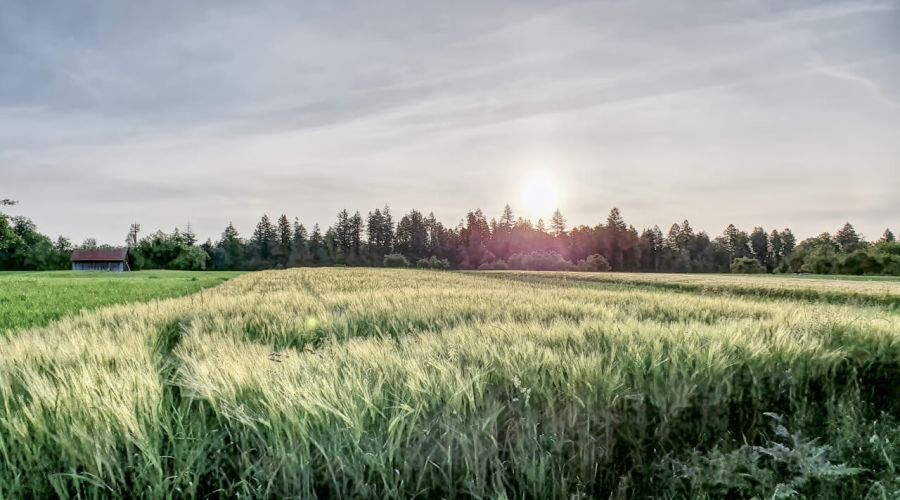 Wie war das Wetter im Sommer, wenn der Winter extrem zu warm war?