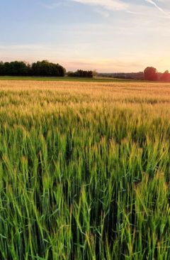 Wetter Juni 2018 - Daten und Fakten