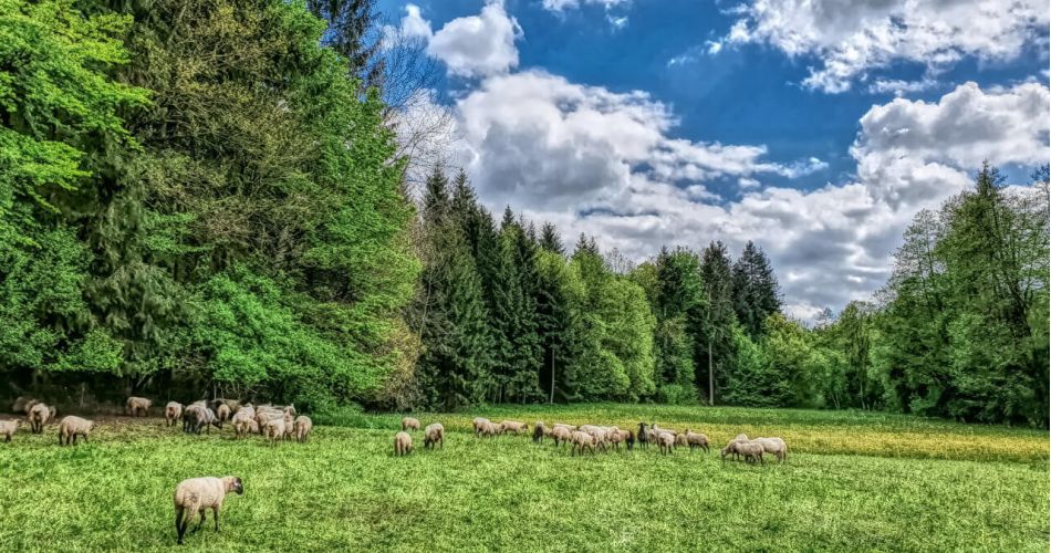 Kaltlufteinbruch im Juni dank der Schafskälte - was ist dran am Mythos?