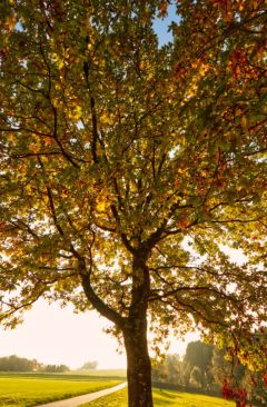 Wetter Oktober 2019 - Daten und Fakten