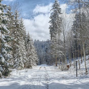 Ob dem Winter noch einmal der Durchbruch gelingen mag, hängt maßgeblich von der Entwicklung eines Hochdrucksystems ab