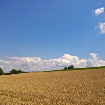 Dürre und Hitze über Deutschland