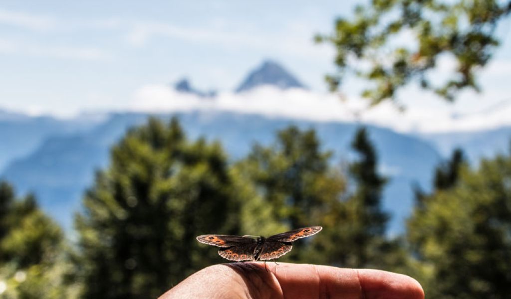 Wetterprognose Sommer - wie wird der Sommer?