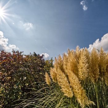 Der Altweibersommer ist typisch für die erste Oktoberdekade