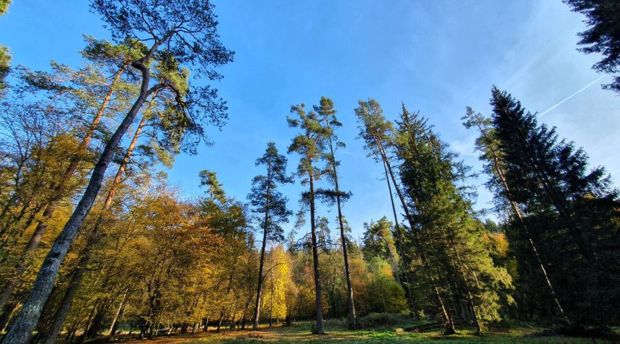 Nach Nebelauflösung zeigt sich der November von seiner sonnigen Seite