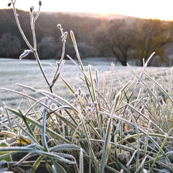 Viel Nebel, örtlich Sonne und frostige Nächte