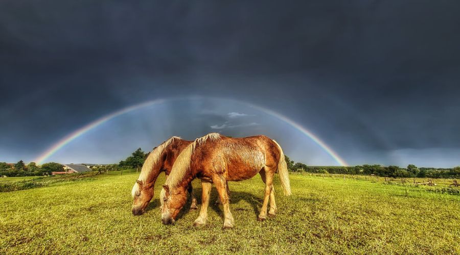 Unwetter- oder Supersommer - der Wetterverlauf im Frühling lässt erste Rückschlüsse zu © Martin Bloch