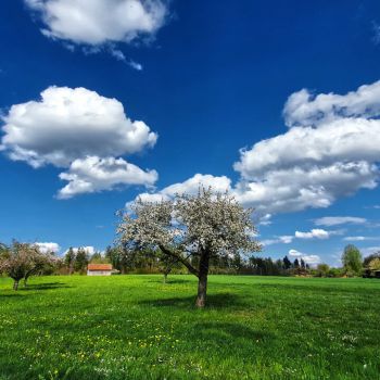Sommerlich warmes und trockenes Pfingstwetter?