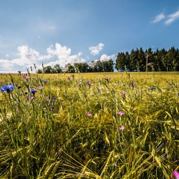 Ein sommerlicher Wettercharakter Anfang Juni