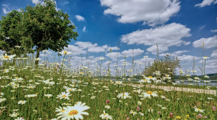 Der Vollfrühling mit den ersten Sommertagen?