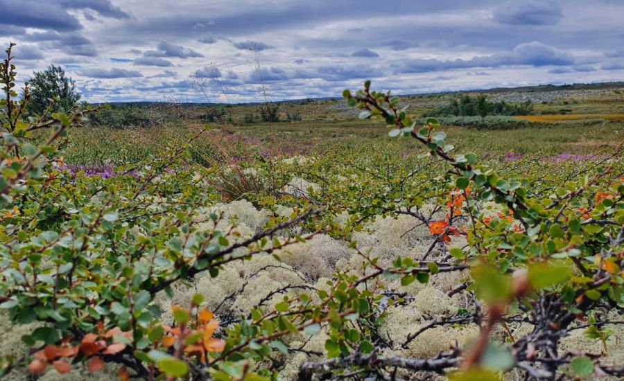 Die Temperaturen im Oktober - Von Spätsommer, goldener Oktober über Altweibersommer bis hin zu herbstlichen oder frühwinterlichen Temperaturen ist alles möglich