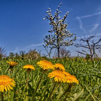 Der nächste Schwall warmer Luftmassen erreicht Deutschland zum Ende der Woche