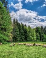 Kaltlufteinbruch im Juni dank der Schafskälte - was ist dran am Mythos?